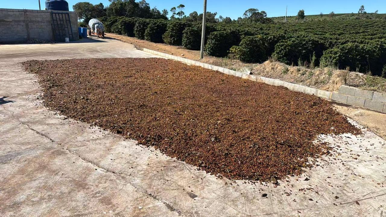 Plantio de Café