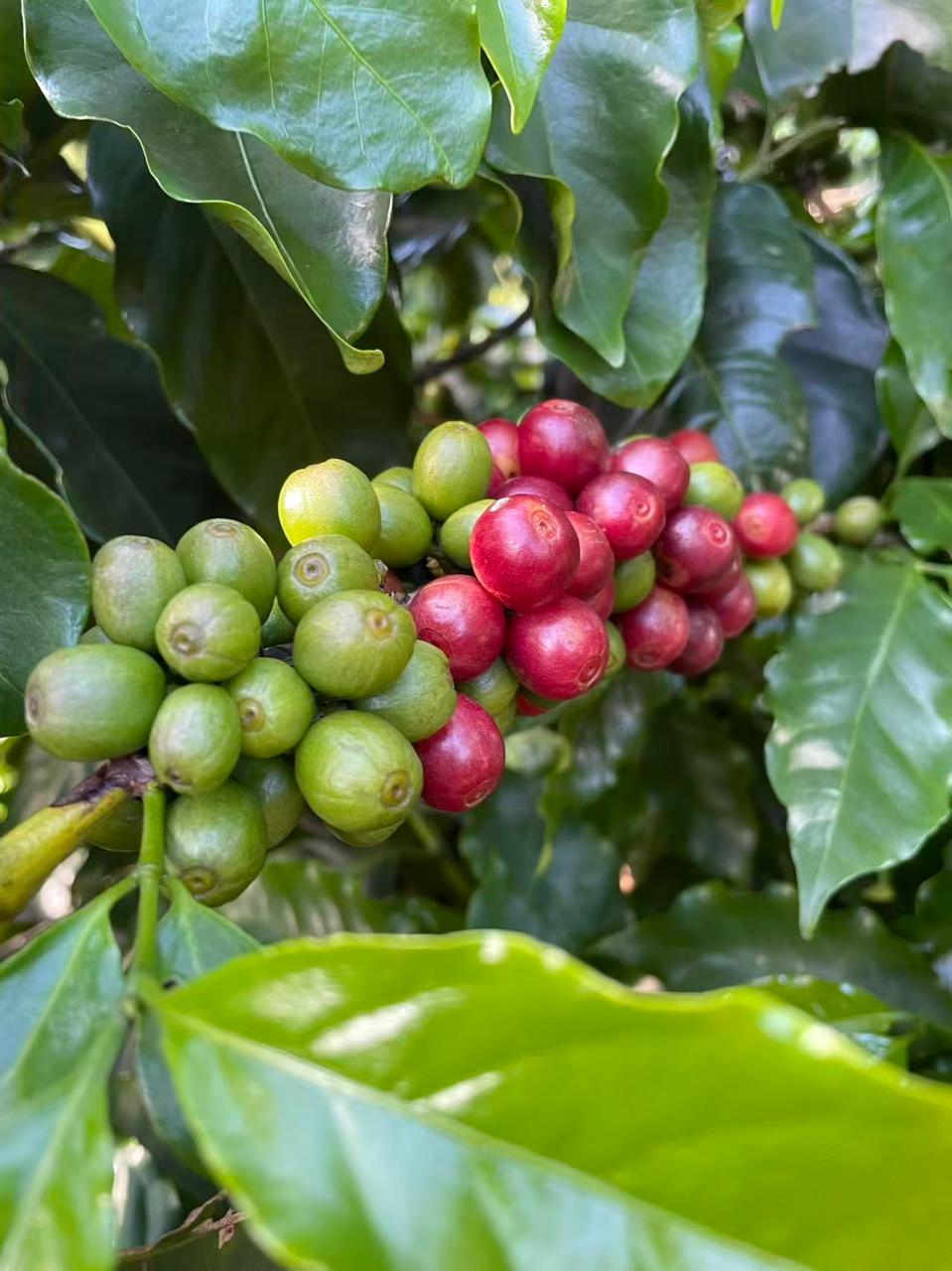 Café no Pé