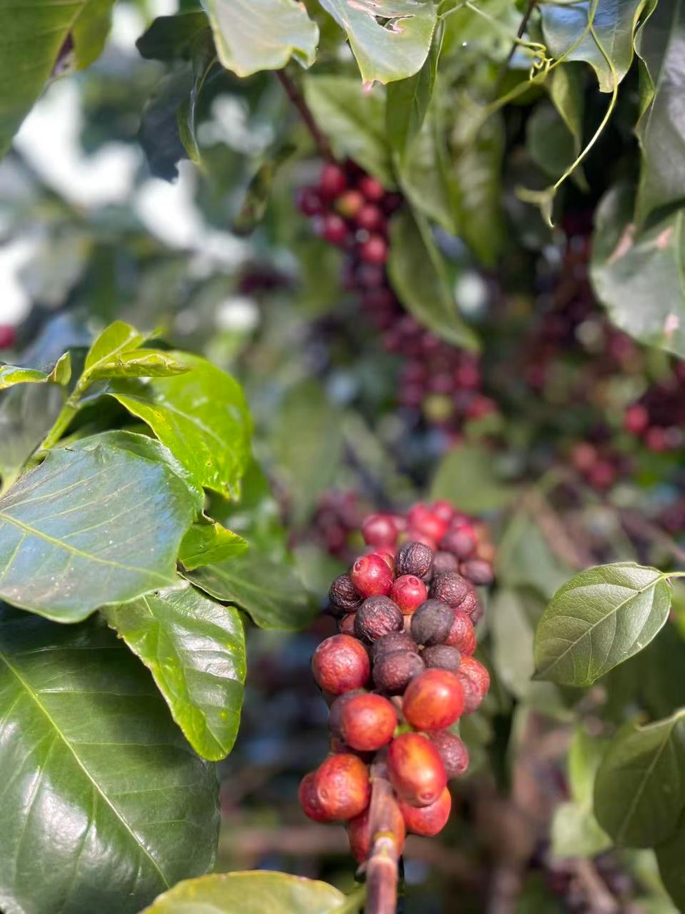 Colheita de Café