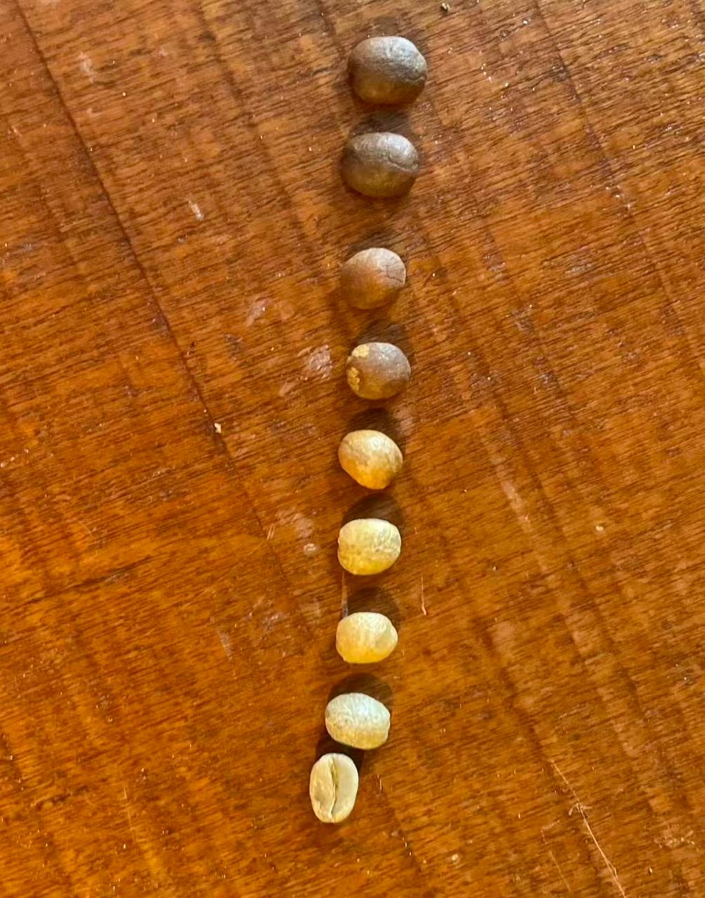 Ciclo do Café
