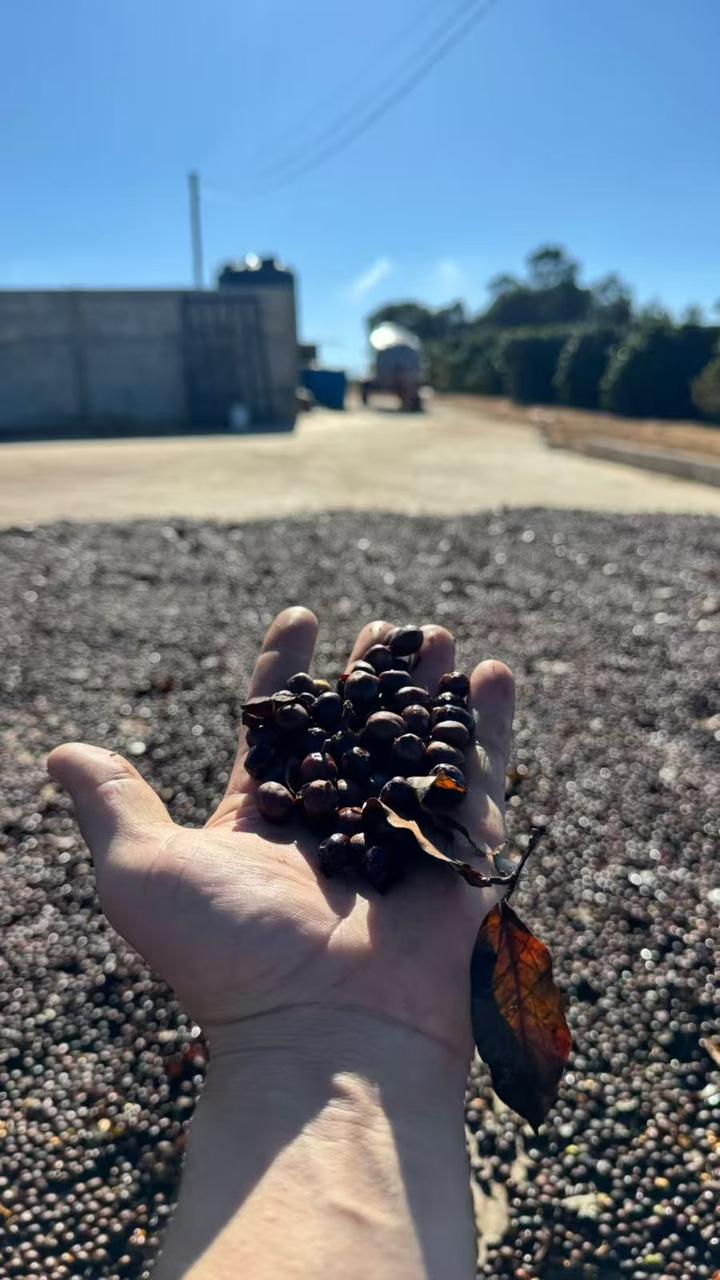 Café Terra Nobre