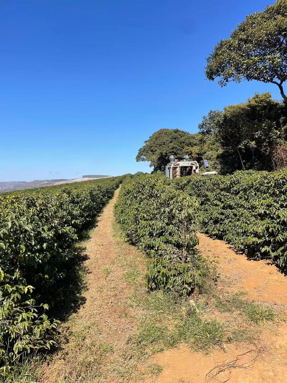 Café Plantação